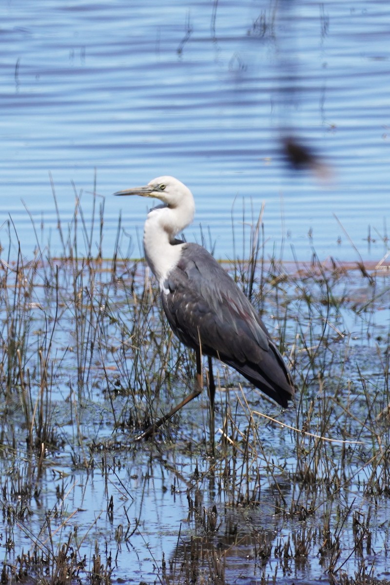 Pacific Heron - ML610315659