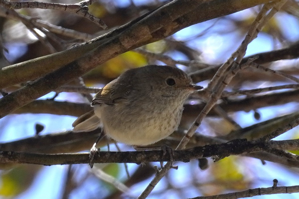 Brown Thornbill - ML610315668