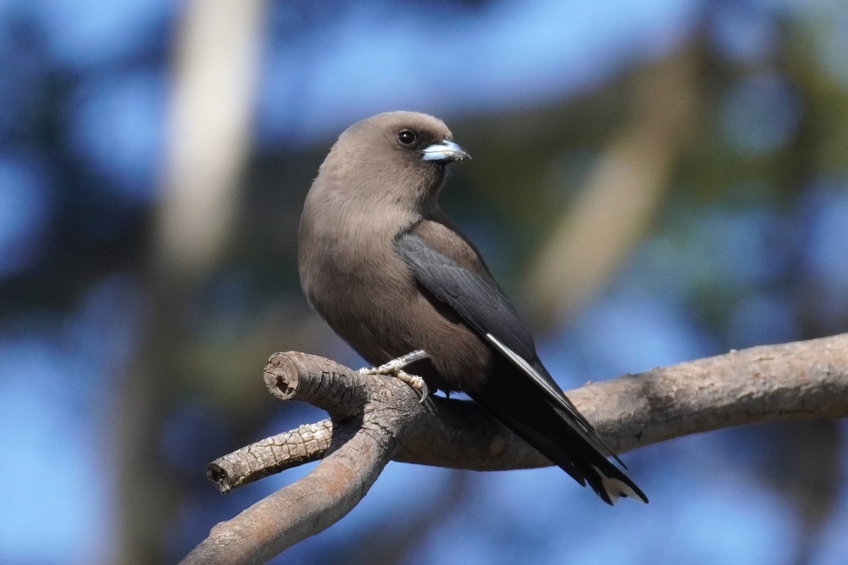 Dusky Woodswallow - ML610315702