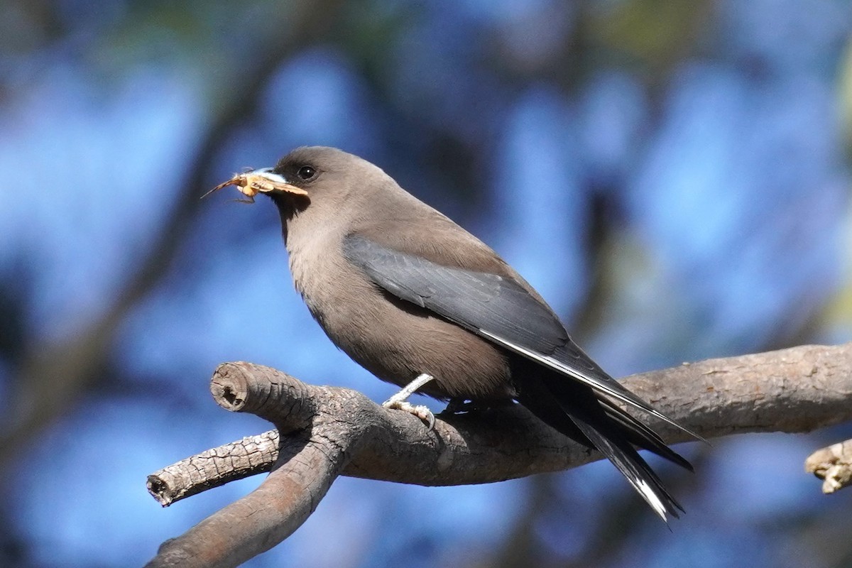 Dusky Woodswallow - ML610315703