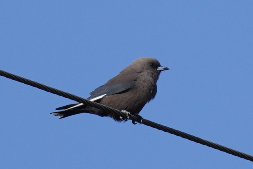 Dusky Woodswallow - ML610315704