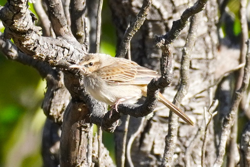 Rufous Songlark - ML610315709