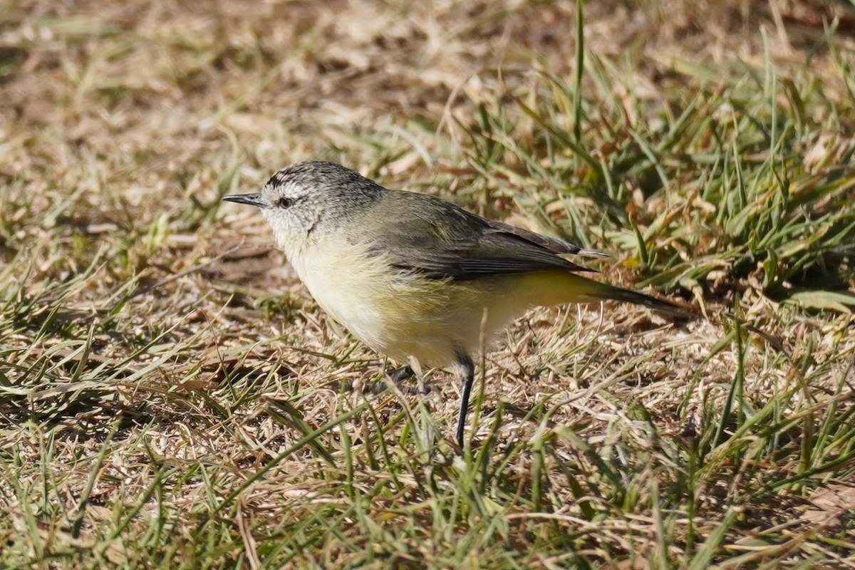 Acanthize à croupion jaune - ML610315715