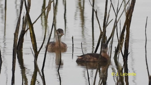 Little Grebe - ML610315810