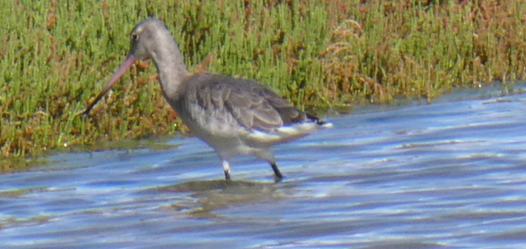 Black-tailed Godwit - ML610315843