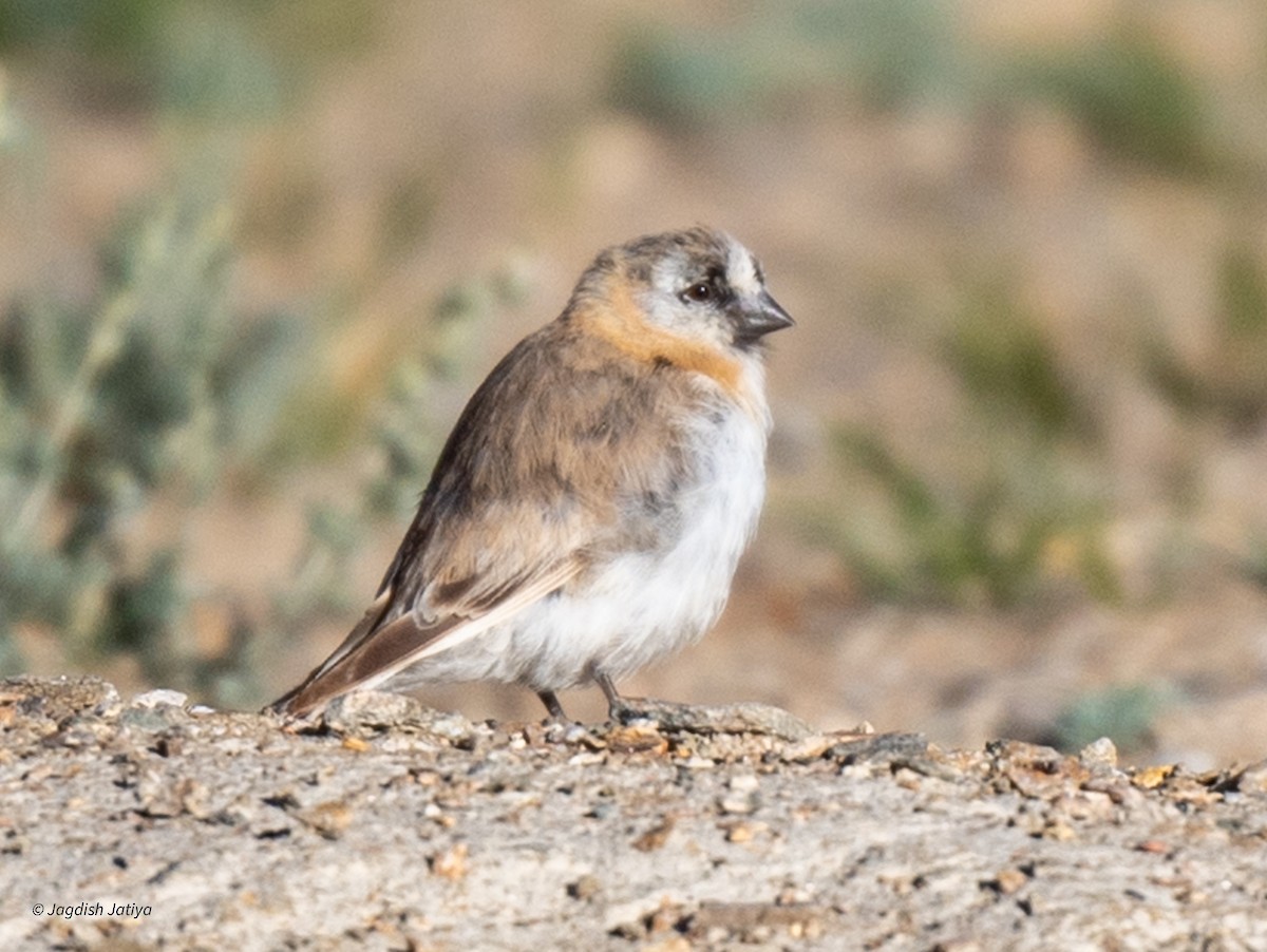 Blanford's Snowfinch - ML610315873