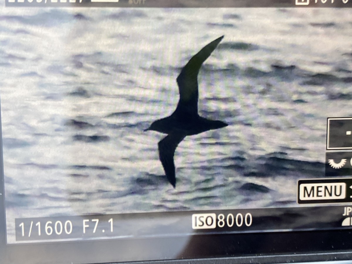 Sooty Shearwater - ML610315907
