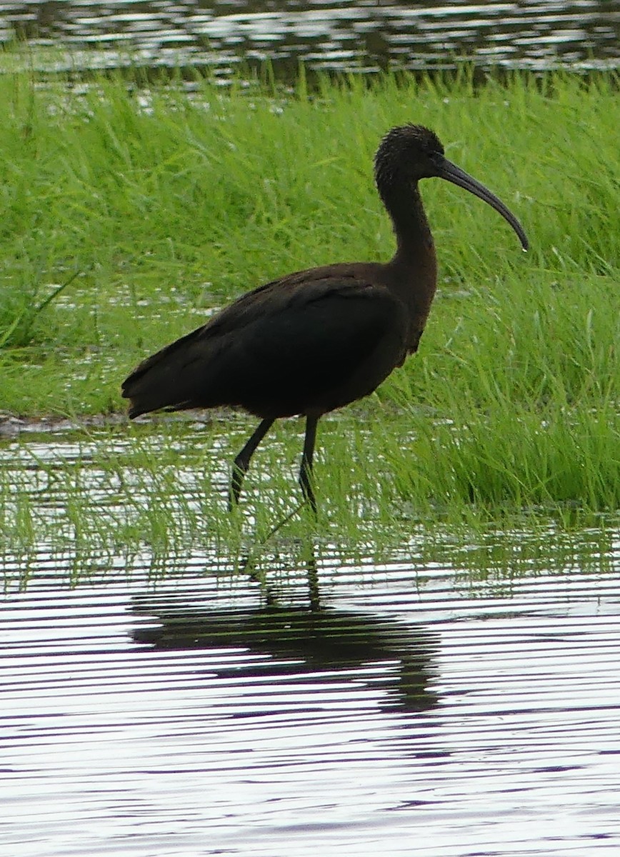 ibis hnědý - ML610315911
