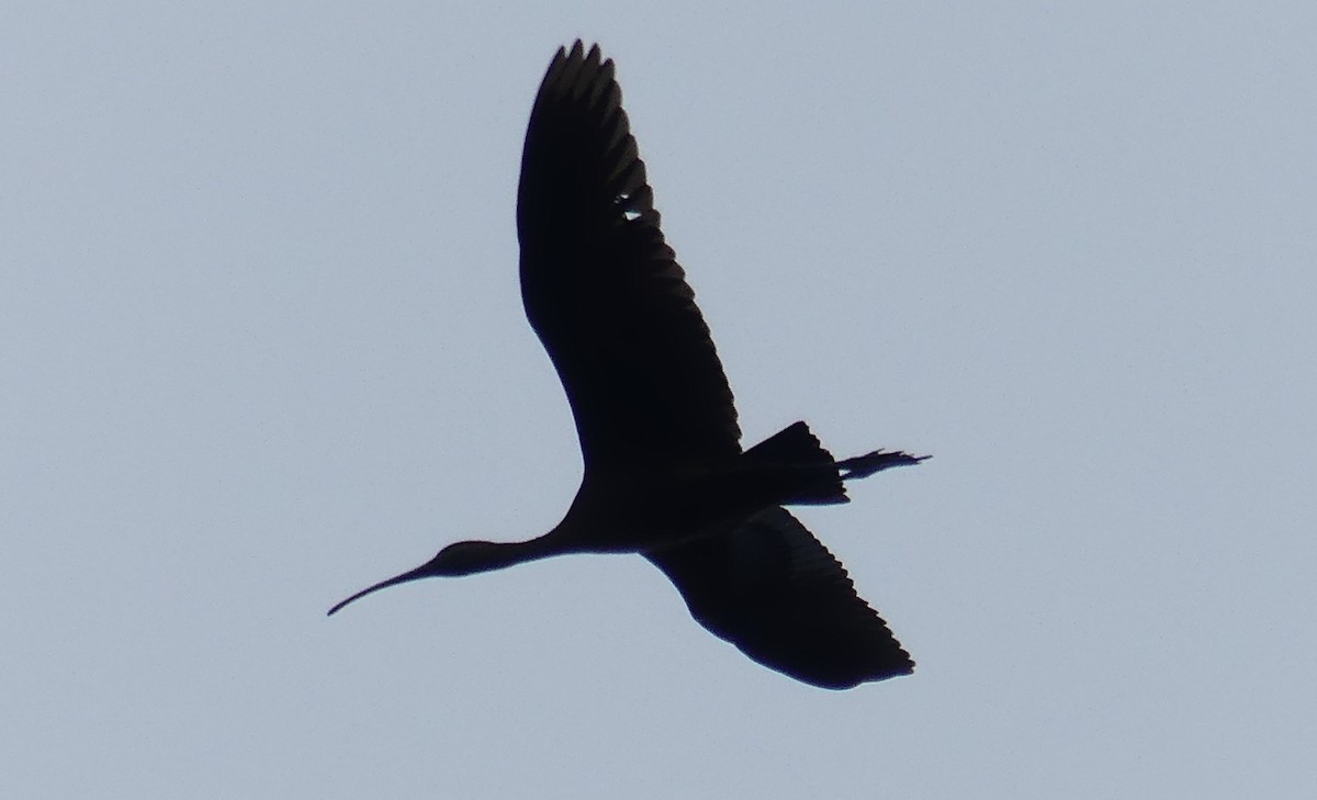 Glossy Ibis - ML610315912