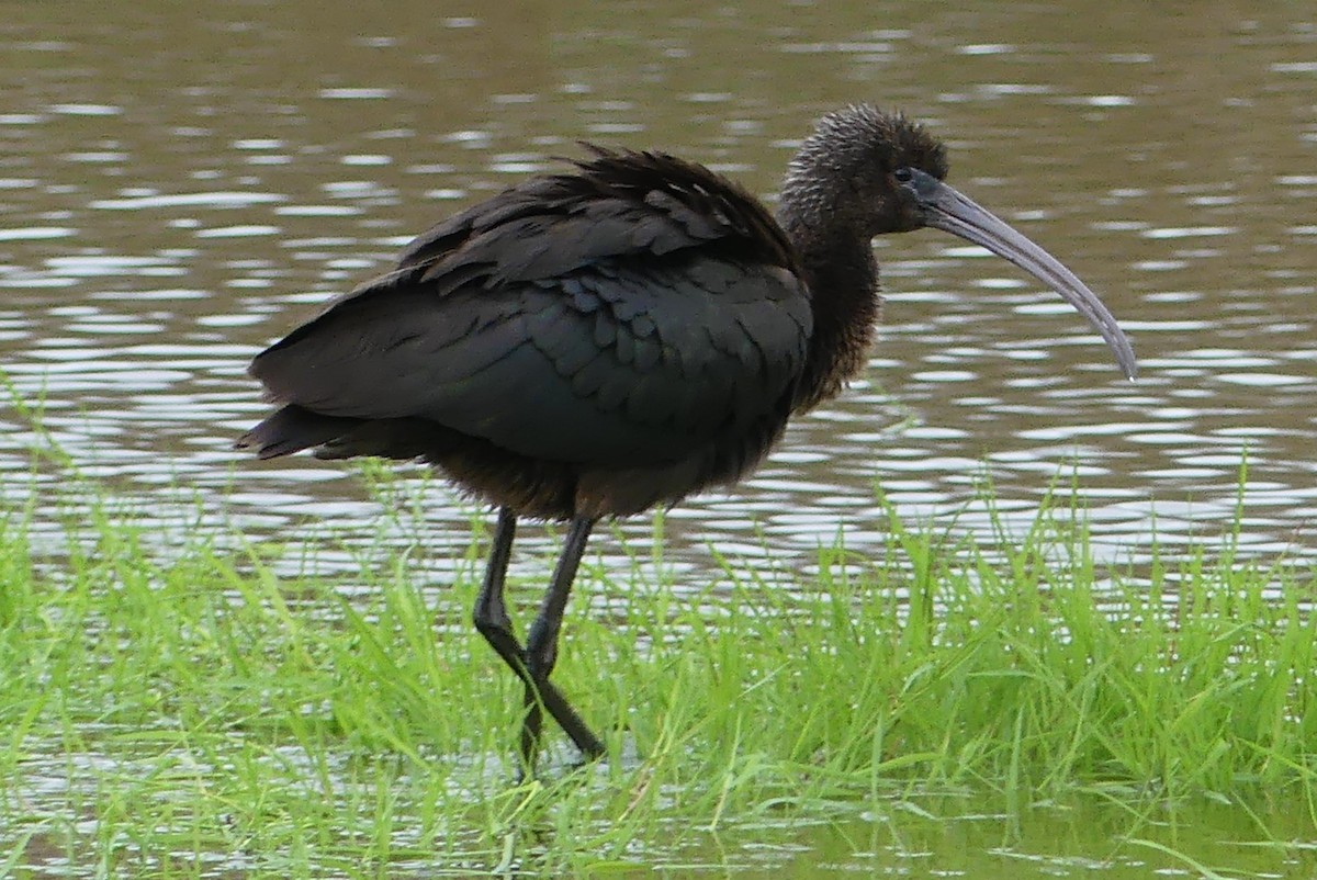 Glossy Ibis - ML610315916