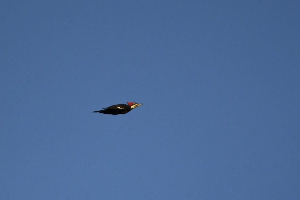 Pileated Woodpecker - ML610315997