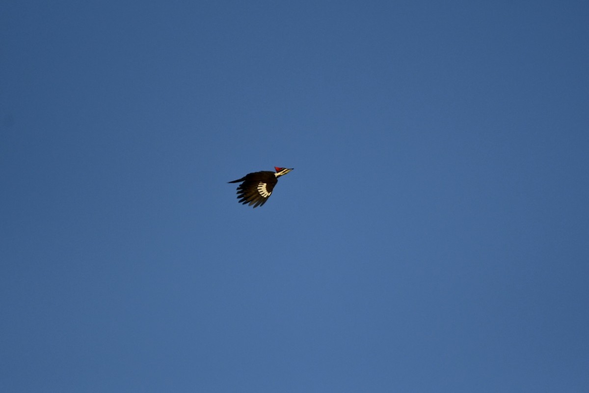 Pileated Woodpecker - ML610315998