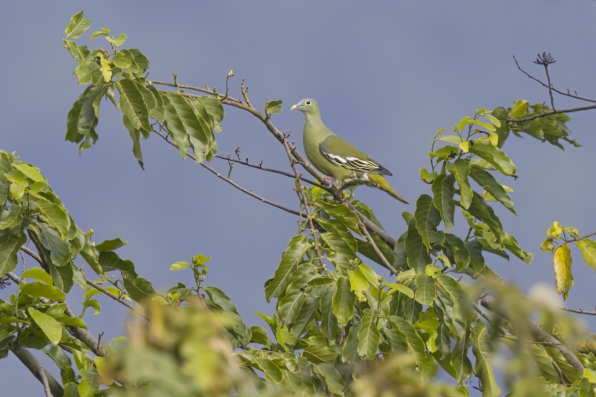 Gray-cheeked Green-Pigeon - ML610316048