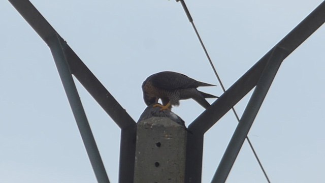 Peregrine Falcon - ML610316151