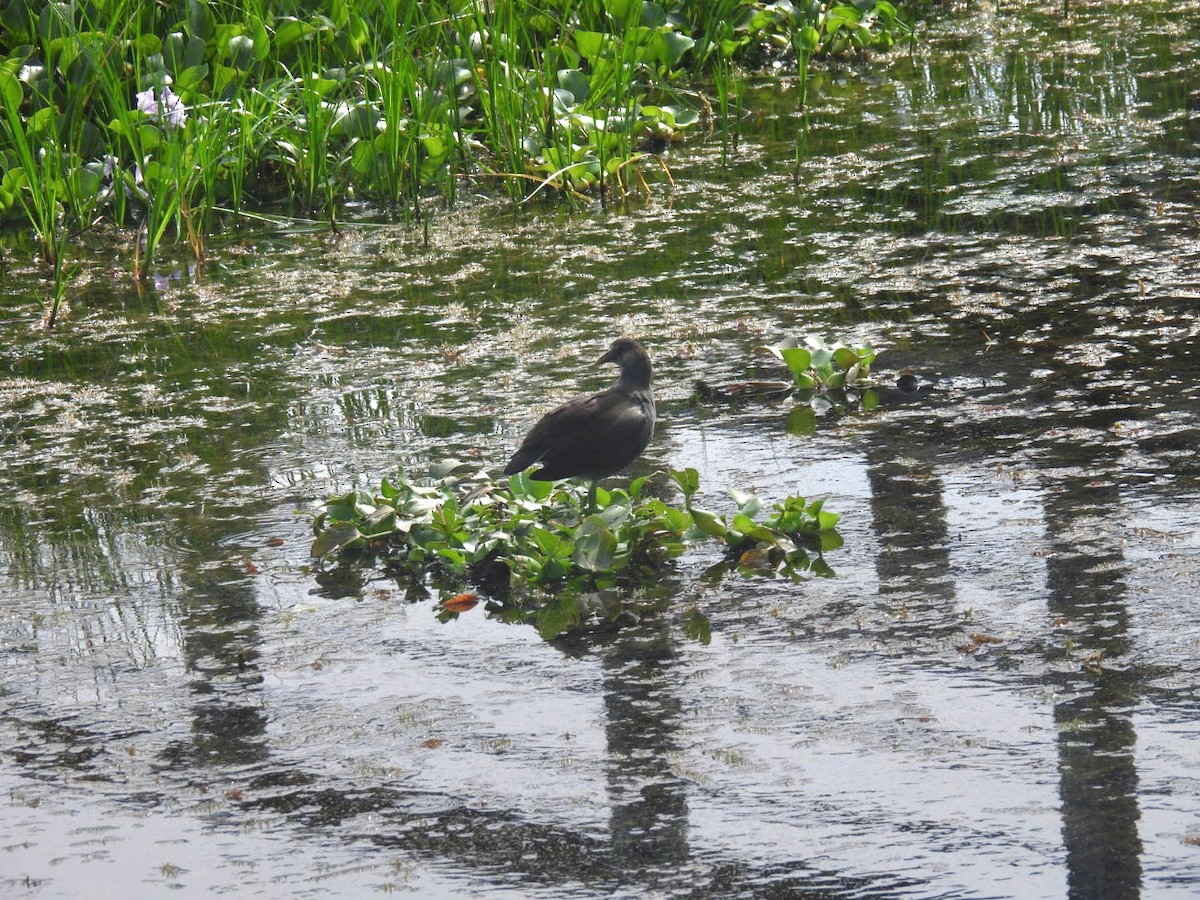 Common Gallinule - ML610316211