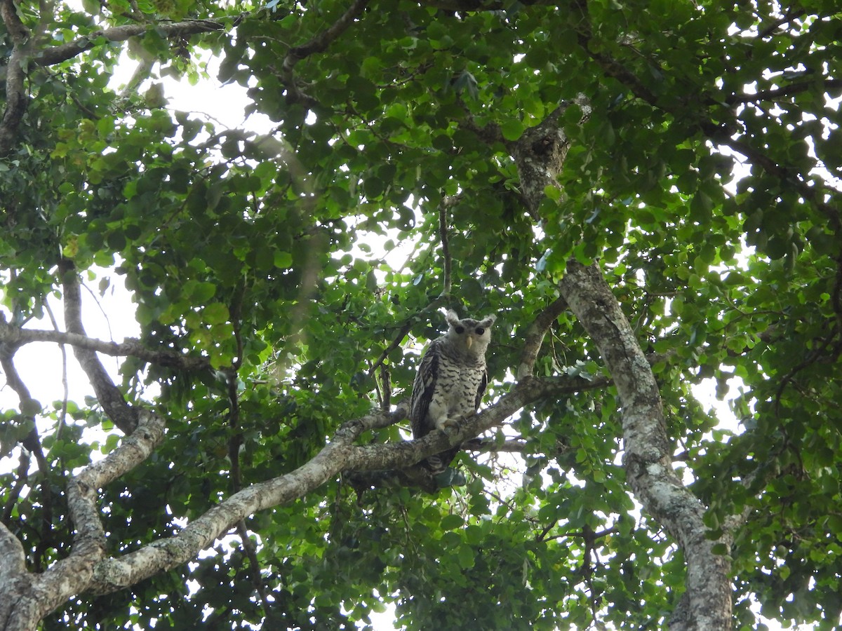 Spot-bellied Eagle-Owl - ML610316294