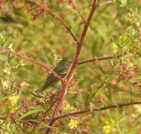 White-eyed Vireo - ML610316295