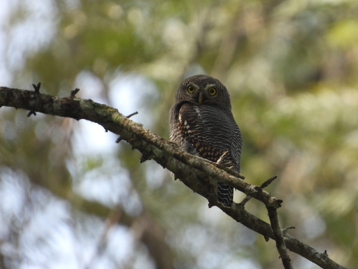 Jungle Owlet - ML610316306