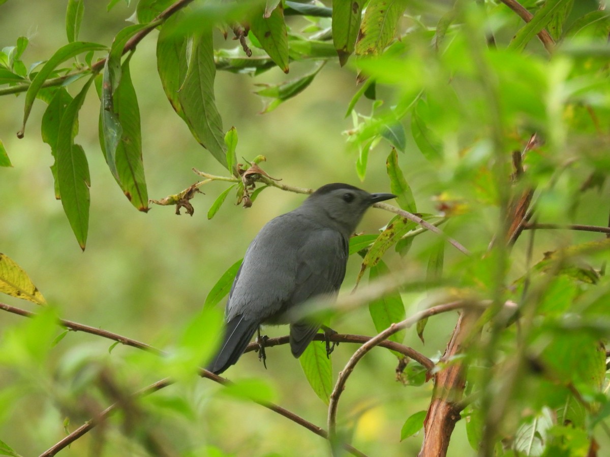 Gray Catbird - ML610316318