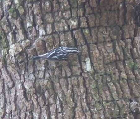 Black-and-white Warbler - A M