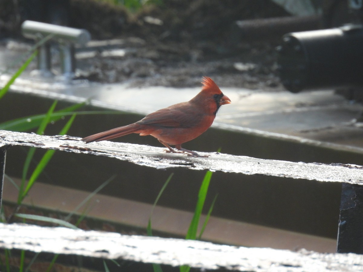 Northern Cardinal - A M