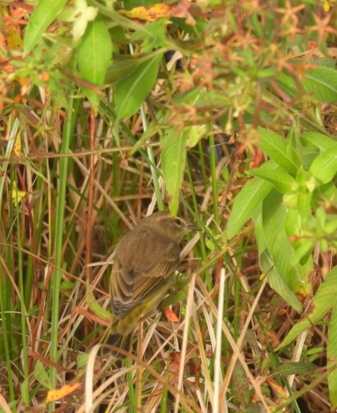 Palm Warbler - ML610316435