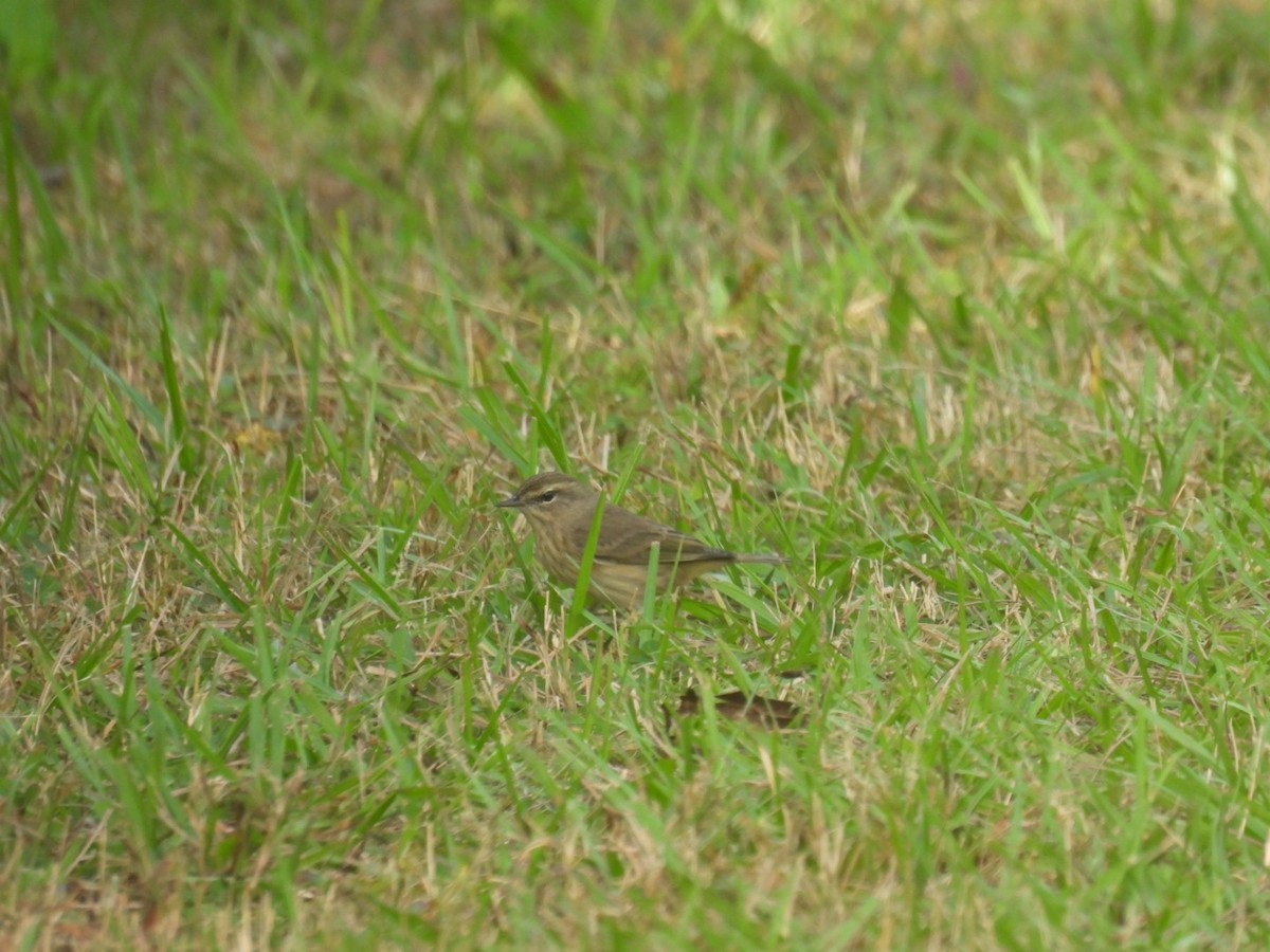 Palm Warbler - ML610316436