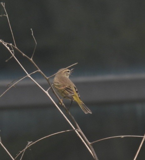 Palm Warbler - ML610316437