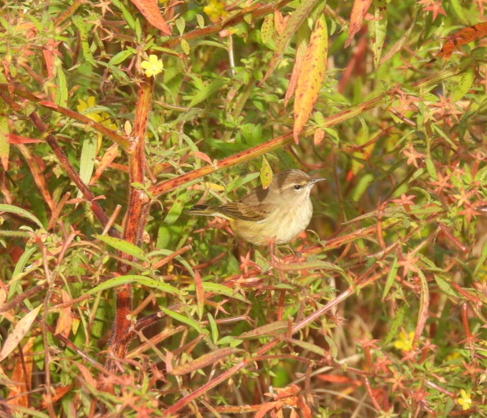 Palm Warbler - ML610316438