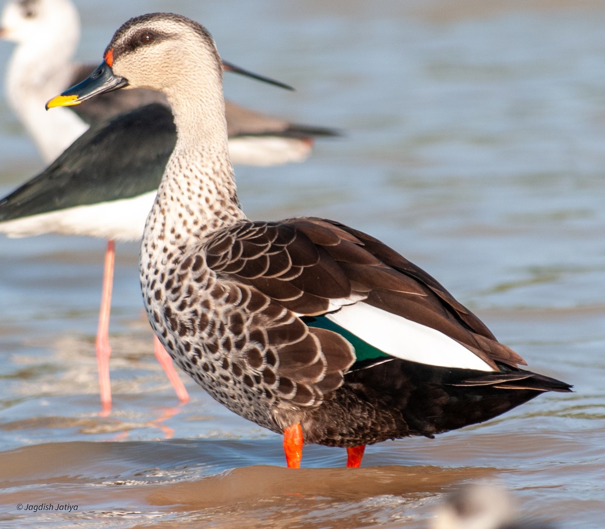 Indian Spot-billed Duck - ML610316467