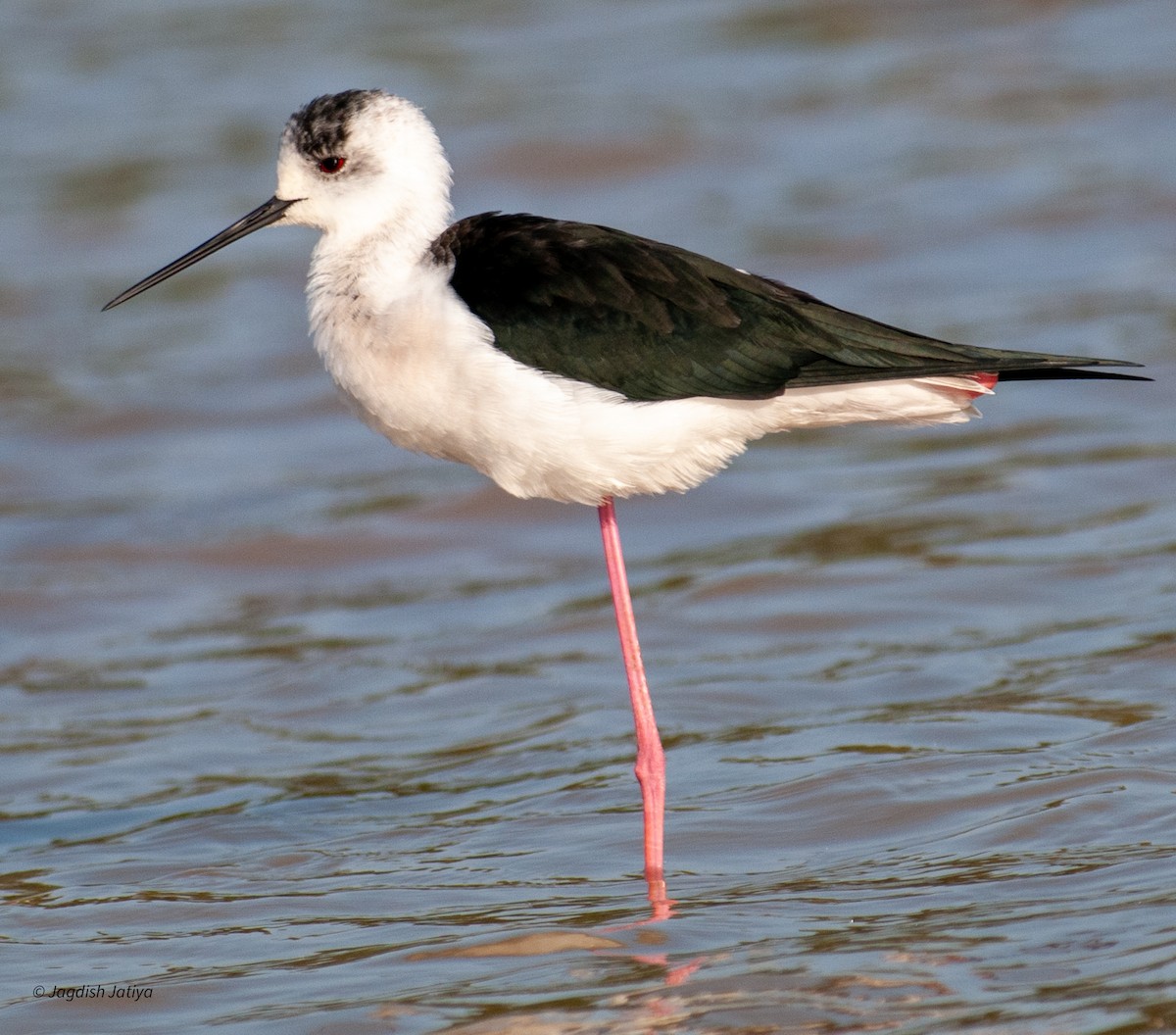 Black-winged Stilt - ML610316471