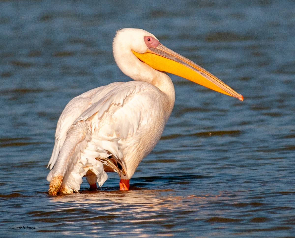 Great White Pelican - ML610316472