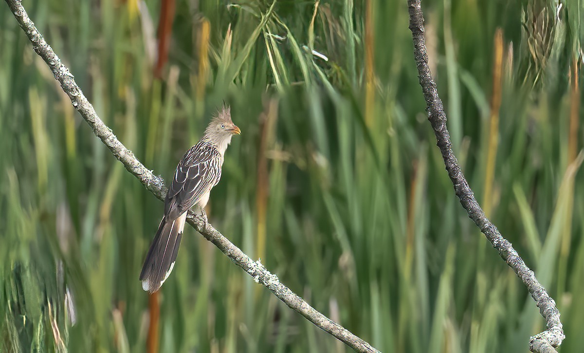 Guira Cuckoo - ML610316500