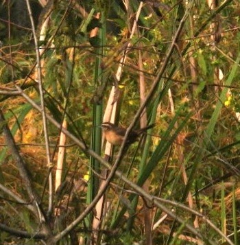 Carolina Wren - ML610316507