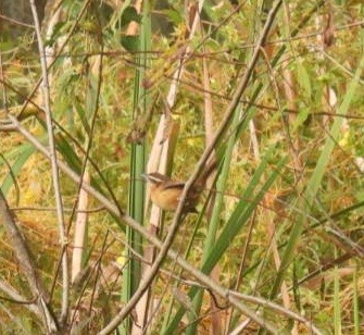 Carolina Wren - ML610316508