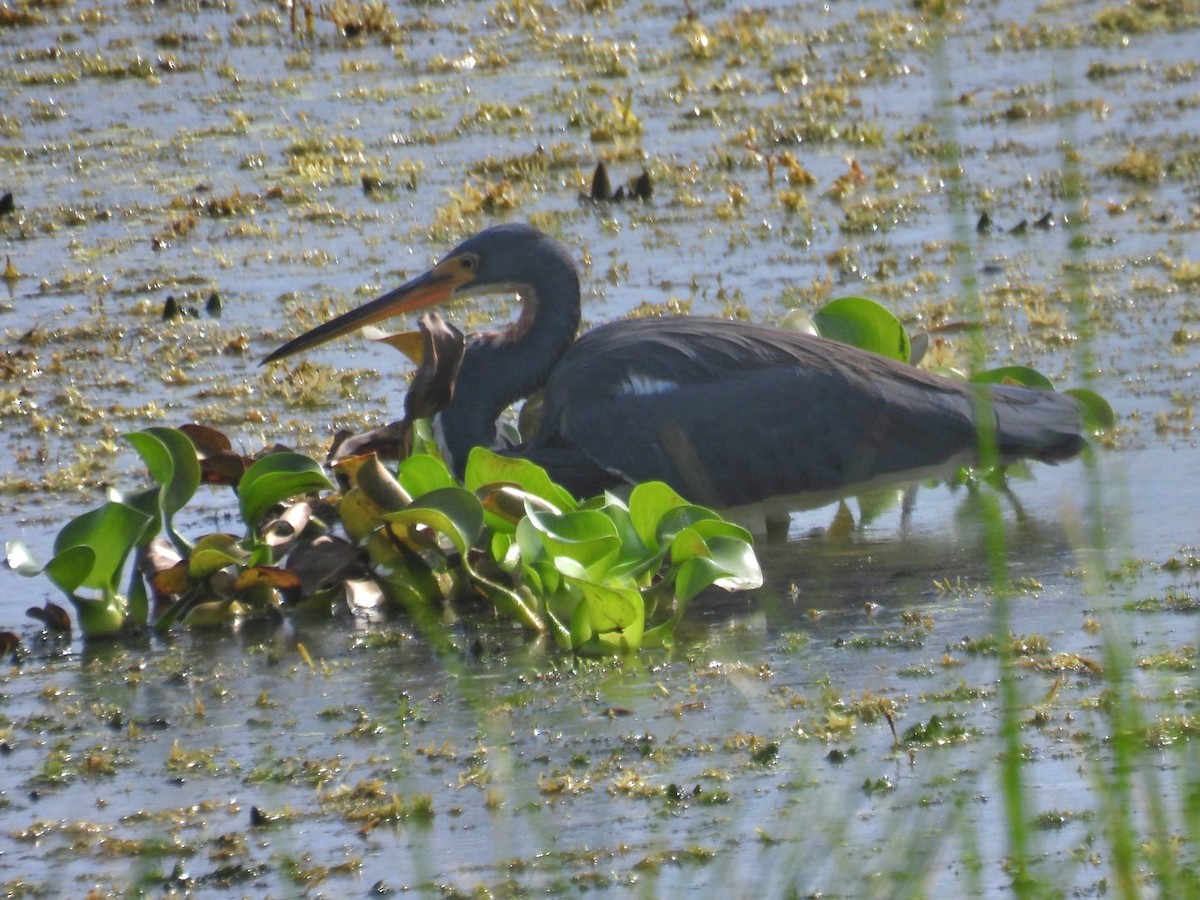 Tricolored Heron - A M