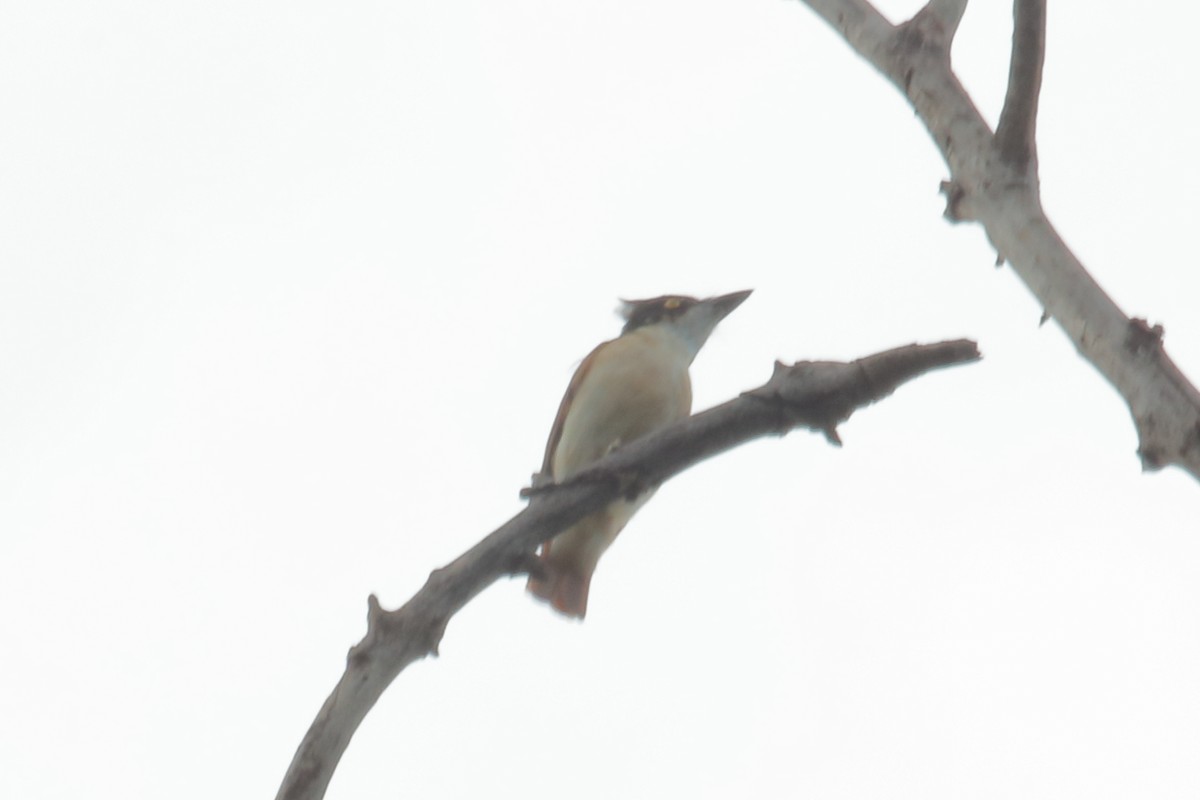 Black-and-white Shrike-flycatcher - ML610316535