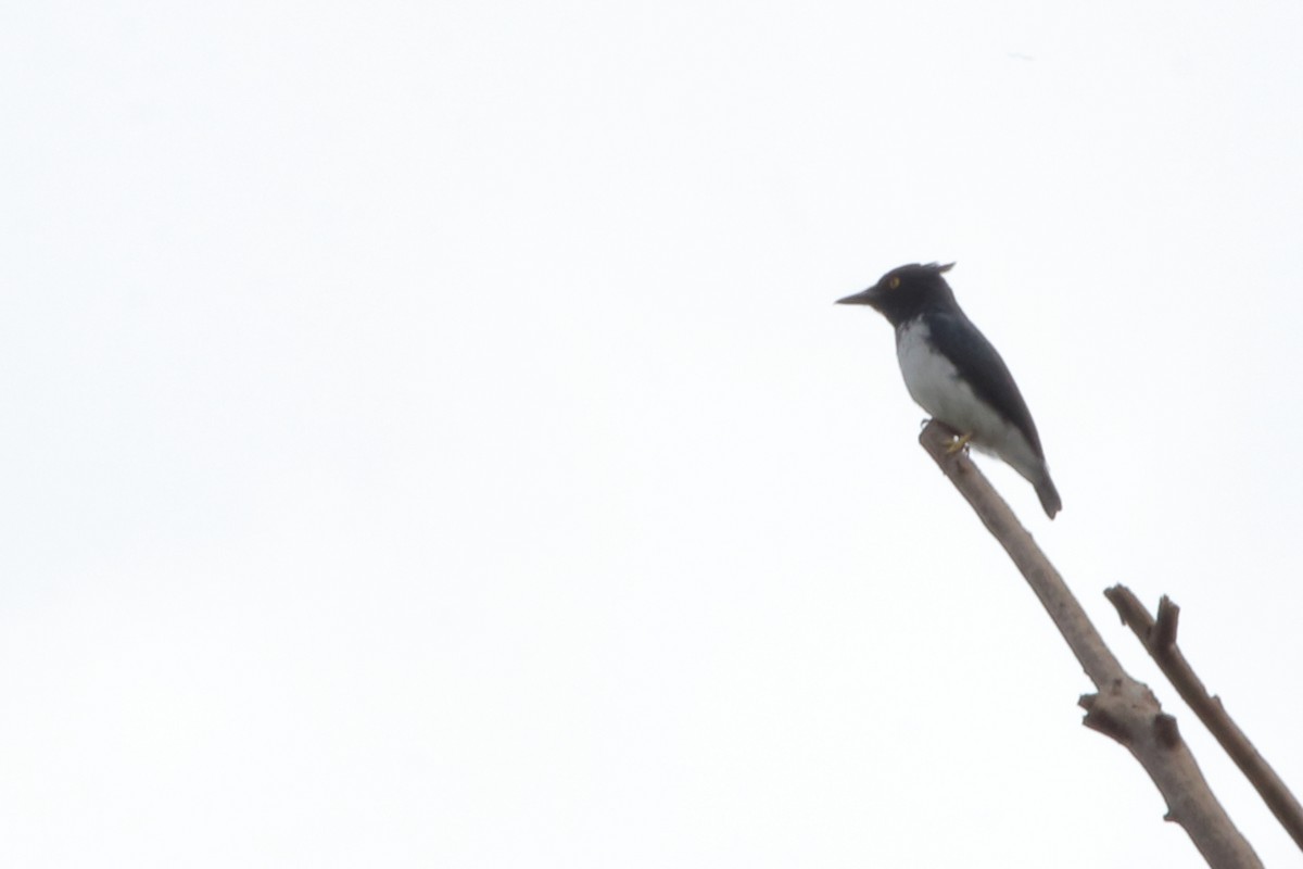 Black-and-white Shrike-flycatcher - ML610316536