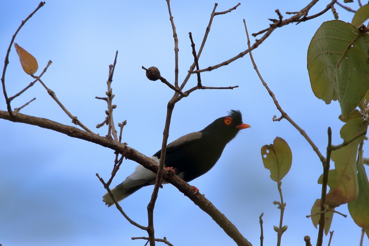 Retz's Helmetshrike - ML610316551