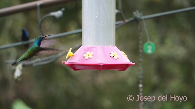 Schwarzbrust-Mangokolibri - ML610316581