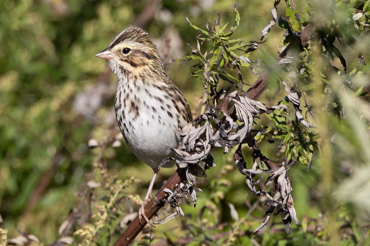 Savannah Sparrow - ML610316654