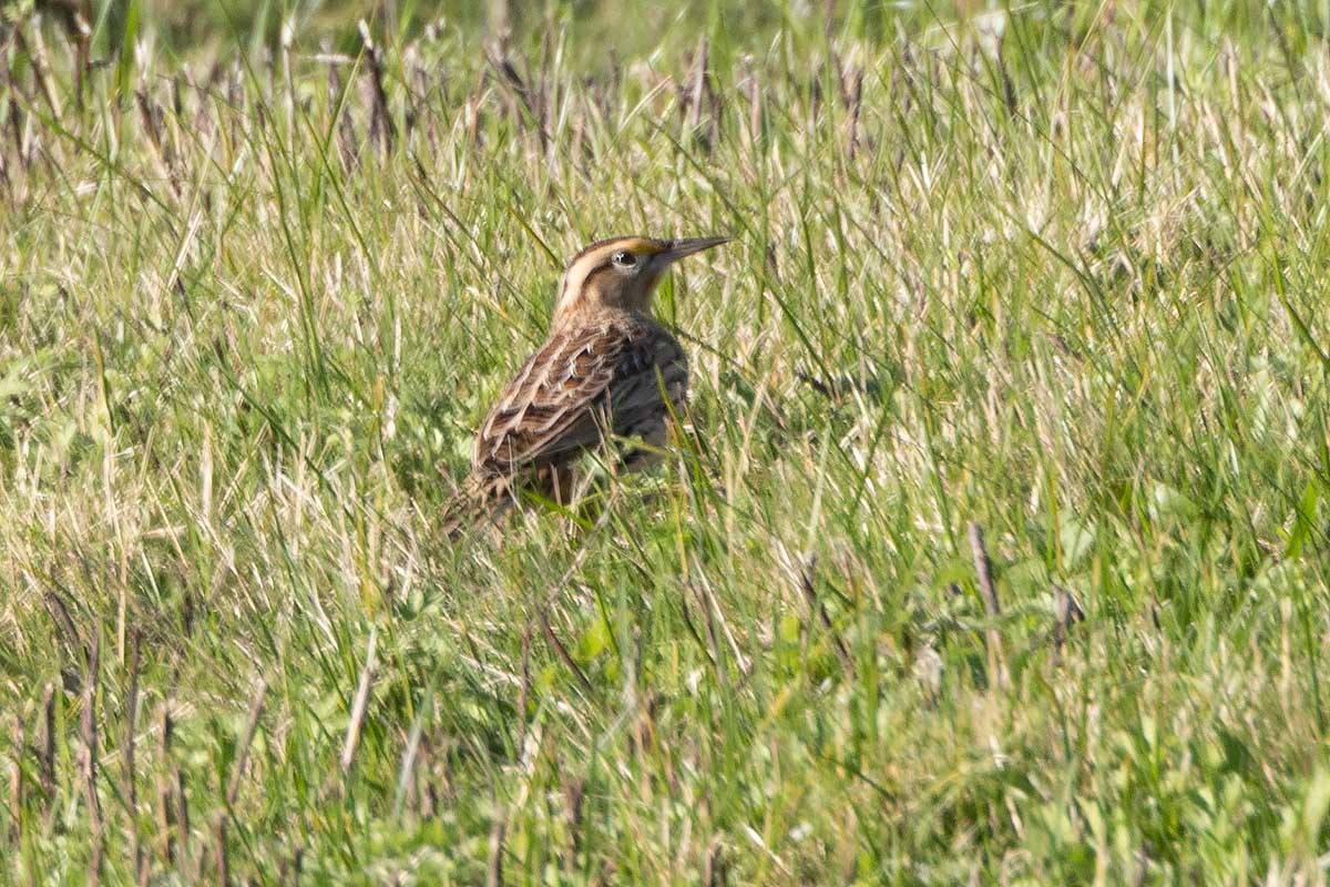 Eastern Meadowlark - ML610316661