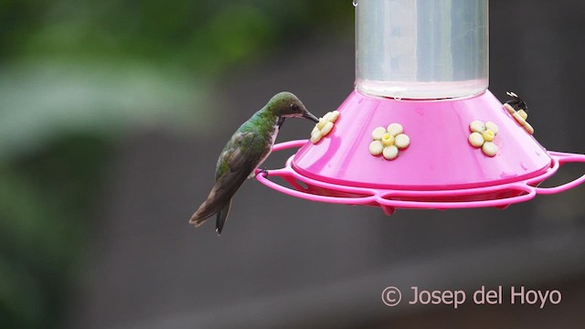 kolibřík tropický - ML610316705