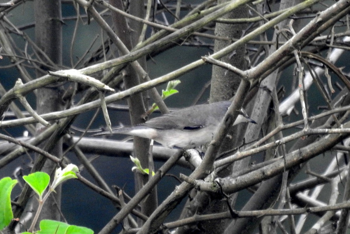 Lesser Whitethroat - Manoj Karingamadathil