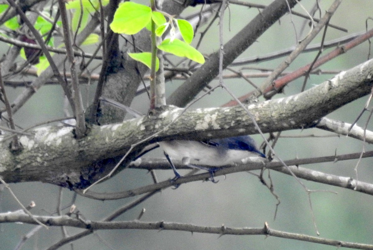 Lesser Whitethroat - ML610316843