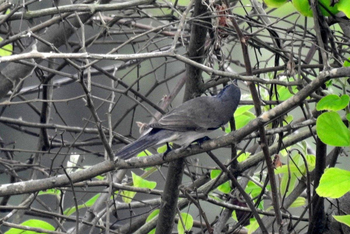 Lesser Whitethroat - Manoj Karingamadathil