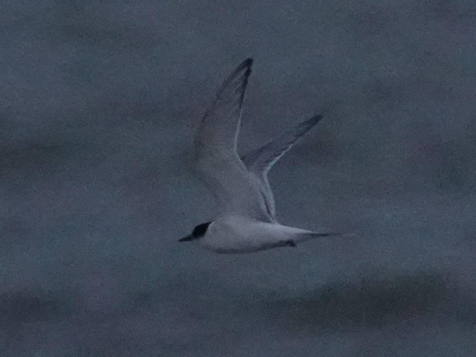 Arctic Tern - ML610316987