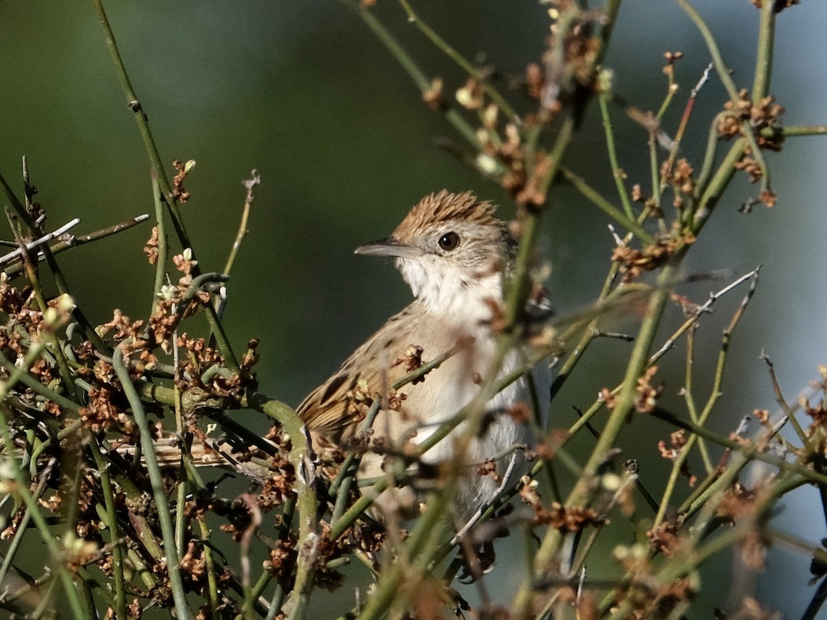 Tawny Grassbird - Gareth Pellas