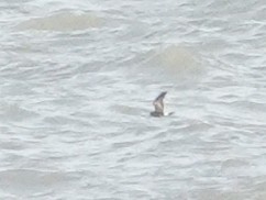 Leach's Storm-Petrel - ML610317022