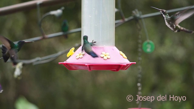 kolibřík tropický - ML610317115